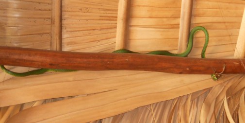 Un long serpent a attrapé une grenouille et l'avale tout cru....