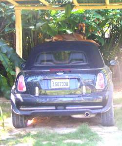 Oups, sur le toit de ma mini....je l'ai cherchée toute la nuit.