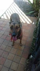 Un peu stressée, la queue basse, elle sait que je vais partir.