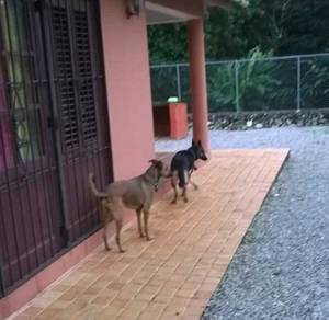 Lisa et sa copine, tiens elle a redressé sa queue, le stress s'estompe. Je t'aime ma Lisa.