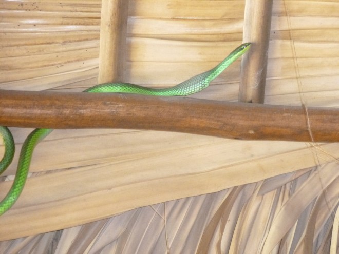 Voila, la digestion a commencé....