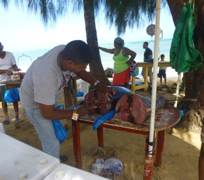 Emois chez le pêcheurs et les badauds ébahis à l'arrivée de ce fabuleux thon rouge
