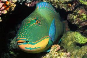 Le poisson perroquet.... 1tonne de sable par an...