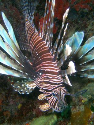 Le poissonLion,l'ennemi à abattre....