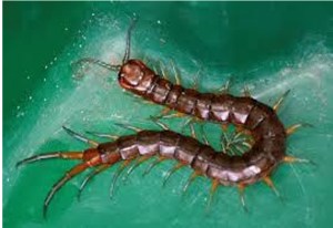 Effrayante mais néanmoins utile, la scolopendre....