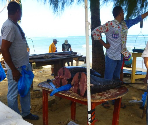 Arrivage d'un thon hors norme.....