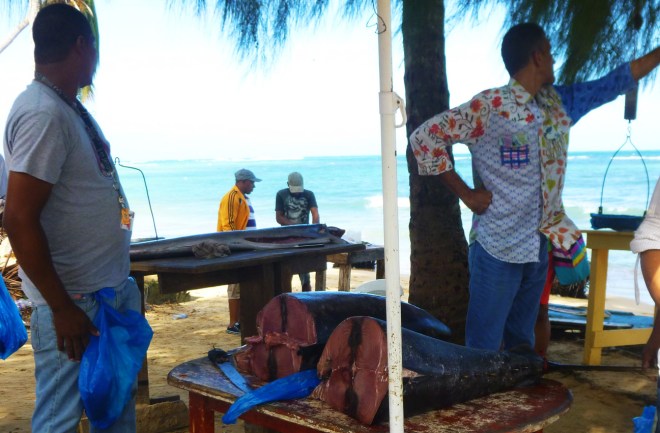 La pêche du jour, un thon fabuleux.