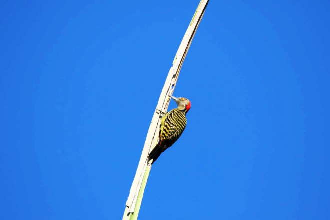 Pic, pic, pic.... on l'appelle Pie d'Hispaniola, son truc, faire des trous dans les cocotiers, les palmiers qui seront ensuite utilisés par d'autres oiseaux pour y nicher. Il adore les insectes, les graines, les petits fruits.