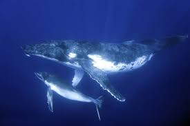 baleine1