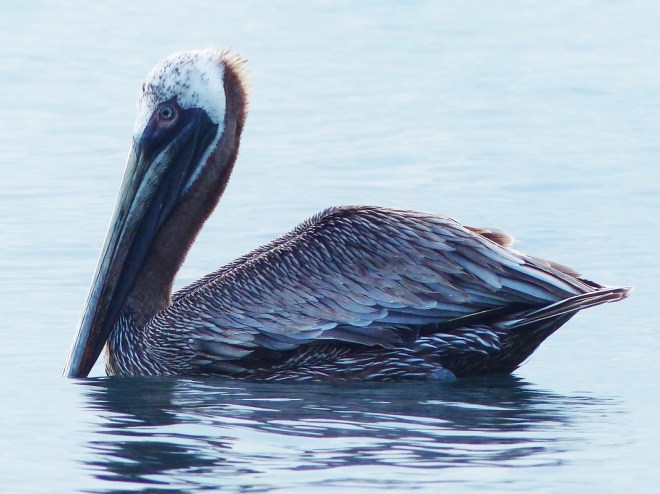 Joli monsieur Pelican