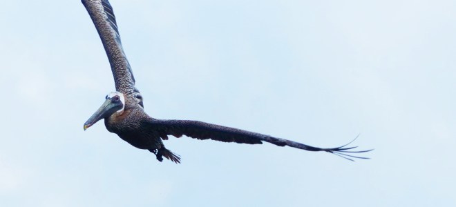 .... a pris son envol....