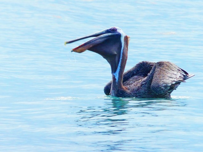 .... puis savoure sa proie.....